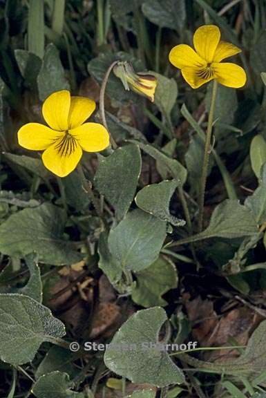 viola purpurea ssp quercetorum 4 graphic